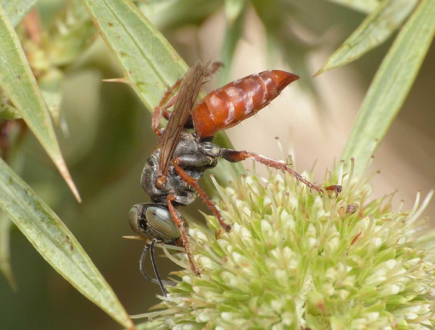 Femmina di Tachysphex  incertus rufiventralis
